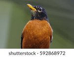 American robin