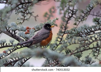 American Robin