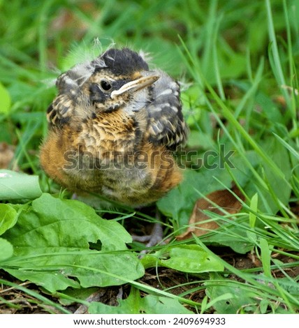 American Robin, Baby ln Grassy Ground Cover