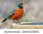 American robin in a backyard birdbath