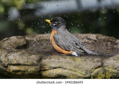 American Robin bathing with spray of water beads