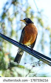 American Robin Bird Close Up