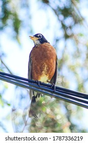 American Robin Bird Close Up