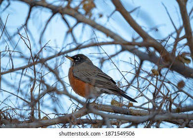 American Robin Bird Orange Breast Background Sit Wood