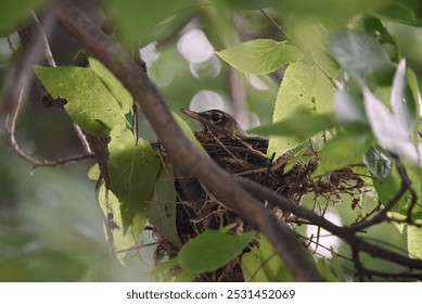 American robin bird sitting on a bird's nest on a tree branch, lush green leaves, summer, twigs - Powered by Shutterstock