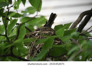 American robin bird sitting on a bird's nest on a tree branch, lush green leaves, summer, twigs - Powered by Shutterstock