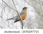 American robin bird at Vancouver BC Canada