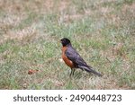 American robin bird in yard