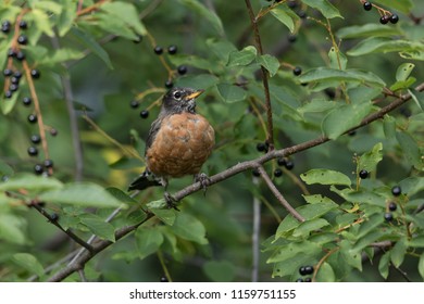 American Robin In The Chokecherry Tree