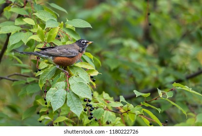 American Robin In A Chokecherry Tree