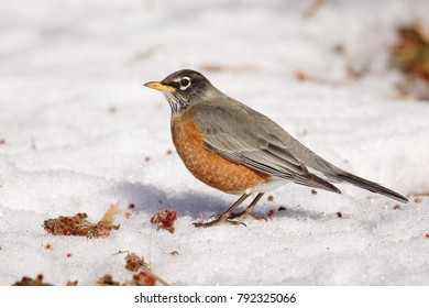 An American Robin In Early Spring Snow