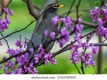 An American Robin in an Eastern Redbud tree                                