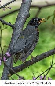 An American Robin in an Eastern Redbud tree                                