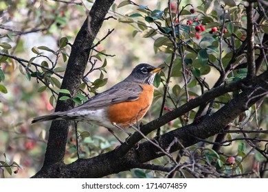 An American Robin Eating Berries At Mountain View Cemetery In Oakland, California.