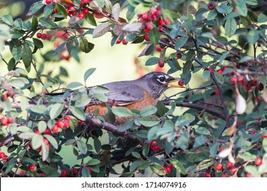 An American Robin Eating Berries At Mountain View Cemetery In Oakland, California.