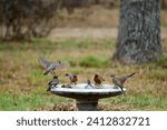 American Robin in flight with wings spread wide lands on birdbath with other birds
