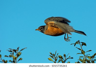 American Robin Flying 