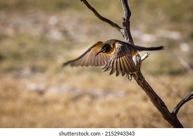 American Robin Flying From Perch