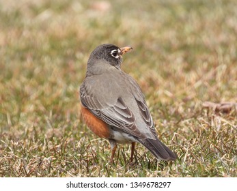 American Robin Grass Stock Photo 1349678297 | Shutterstock