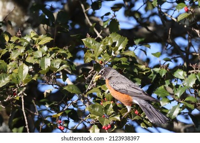 American Robin In A Holly Tree