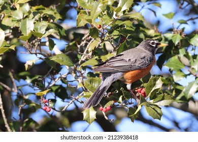 American Robin In A Holly Tree