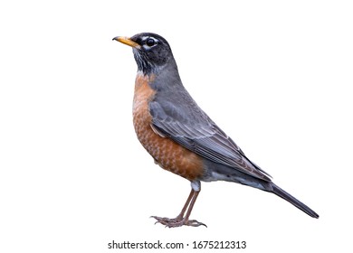 American Robin Isolated On White Background