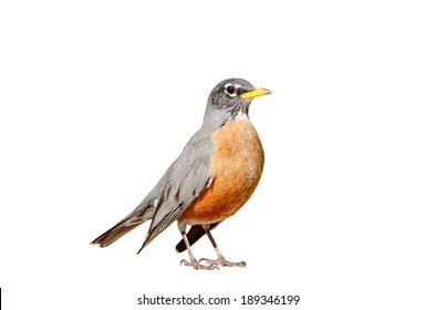 American Robin Isolated On A White Background.