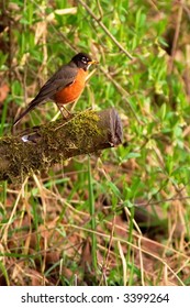 The American Robin Is A Migratory Songbird Belonging To The Thrush Family. This One Was Found At The Bob Heirman Wildlife Preserve At Thomas’ Eddy In Snohomish, Washington.