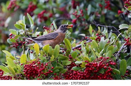 American Robin, Mount Umunhum, California