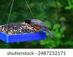 An American Robin in nature