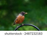 An American Robin in nature