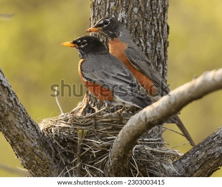  american robin nesting with chicks