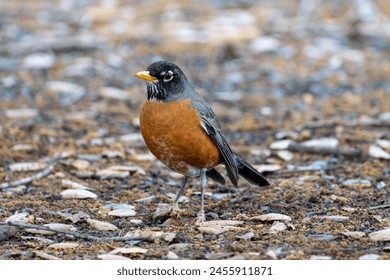 American robin on the ground - Powered by Shutterstock