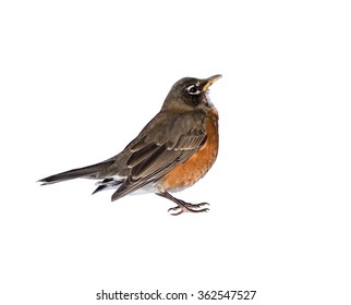 American Robin On White Background, Isolated