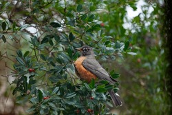 An American Robin Perched In A Holly Tree As It Eats Small Red Berries On A Cloudy Winter Day As It Migrates South For The Winter In This Closeup Long Lens Detailed View For Education And Research.