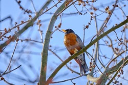 American Robin Perched On Bare Branches On Clear Winter Morning