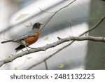 American robin perched on branch by building