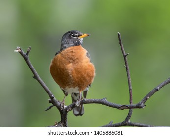 1,309 North american robins Images, Stock Photos & Vectors | Shutterstock