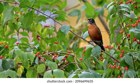 An American Robin perched on a branch with wild berries.