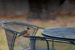 An American Robin Perched On Metal Patio Furniture On A Cold, Cloudy Winter Day In Texas After Migrating South For The Winter With Puffed Up Insulated Feathers To Stay Warm.
