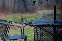 An American Robin Perched On Metal Patio Furniture On A Cold, Cloudy Winter Day In Texas After Migrating South For The Winter With Puffed Up Insulated Feathers To Stay Warm.