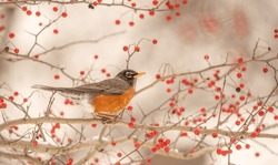 American Robin Perched On Tree Branch Eating Red Berries In Winter