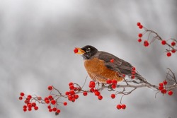 American Robin Perched On Tree Branch Eating Red Berries In Winter