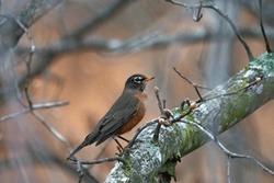 American Robin Perched On A Tree Branch In A Winter Setting. Wildlife And Birdwatching Concept For Design And Print.