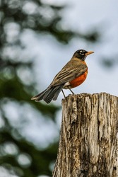 American Robin Perched On Tree Stump