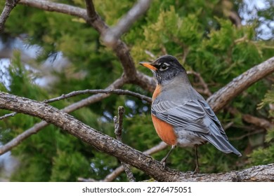 American Robin perched in a tree - Powered by Shutterstock