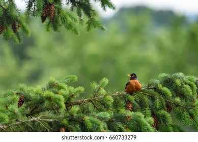 American Robin Sitting On An Evergreen Branch In The Spring
