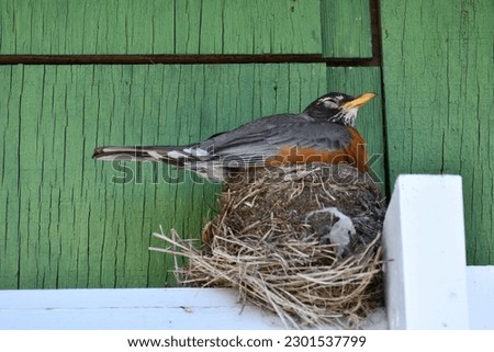 American Robin sleeping in its nest