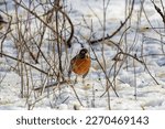 American robin (Turdus migratorius) , birds that came from the south, looking for food in the snow in the park.