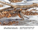 American robin (Turdus migratorius) , birds  looking for food in the snow in the park.